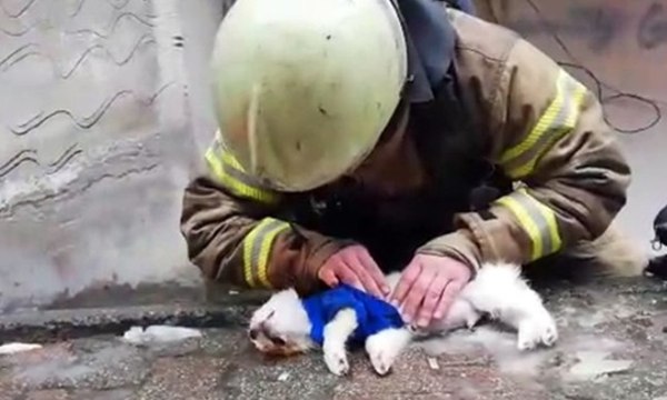 İtfaiyeciden köpeğe kalp masajı ve suni teneffüs