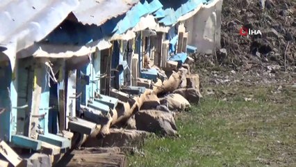 Bal arılarının zorlu kış mücadelesi son buldu