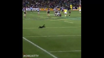 Un chat pénètre sur un terrain de foot et marque un but
