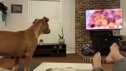 Ce chien se met à pleurer en regardant Le Roi Lion
