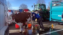 Vercel-Villedieu-le-Camp : direction le Salon de l'agriculture pour treize Montbéliardes