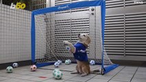 GOAL!!!! Check Out This Ballin' Beagle's Goalkeeping Skills!