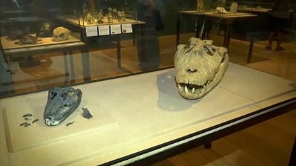 Peças "resgatadas" de incêndio no Museu Nacional expostas