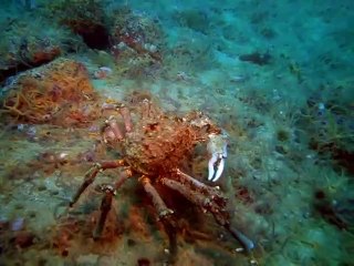 제주출장안마 -안전100%ョØ7Øs4178y3317【카톡GS666】제주전지역출장마사지제주출장ko안마sj제주출장마사지'오피걸オカ20대매니저코스프레가능