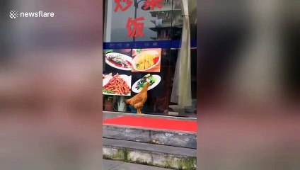 Hungry hen tries to eat food on restaurant sign in China’s Gansu