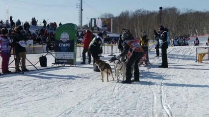Canine competitors gather in Russia for one of the longest dog sled races in the world