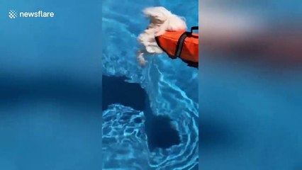 Dog rides out the Aussie heatwave by chilling in the pool