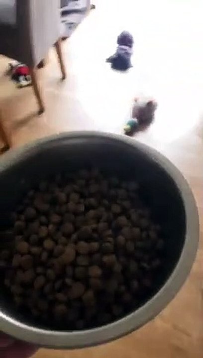 A chaque fois qu'il donne à manger à son chien