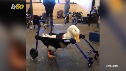 Disabled Duck Finds New Lease on Life With Tiny Wheelchair