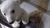 شاهد.. دب قطبي يداعب أمه في حديقة حيوان ببرلين