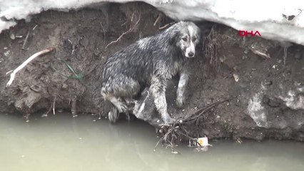 Hakkari Derede Mahsur Kalan Köpeği İtfaiye Ekipleri Kurtardı