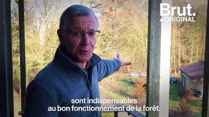 Les champignons, des organismes essentiels au bon fonctionnement des forêts