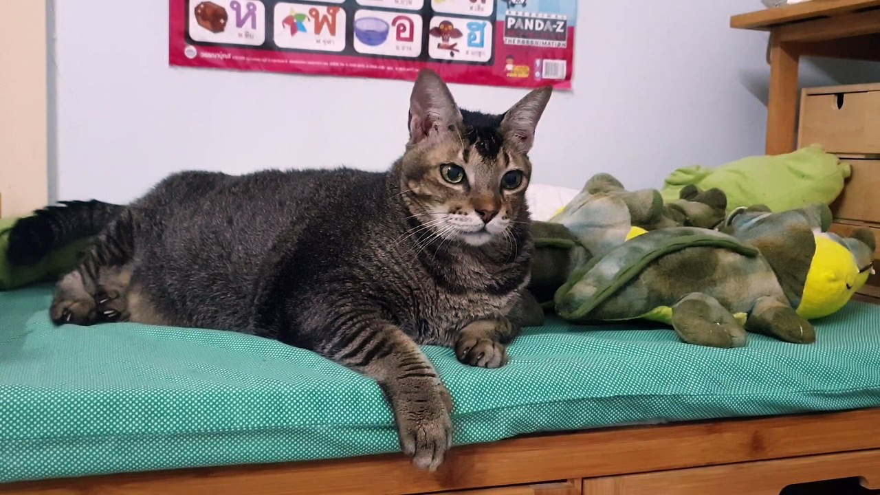 A Cat's Life! 10 Mins with ME