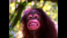 World Animal Adventure, Part 1 Animal Videos for K