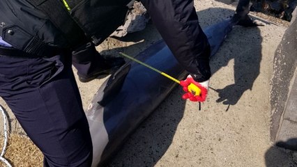 제주 해안가서 멸종위기 보호종 상괭이 사체 잇따라 발견 / YTN