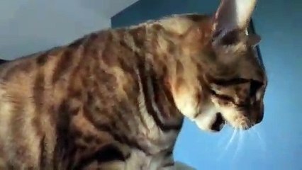 Elton le chat autotuné, nouvelle star des réseaux sociaux