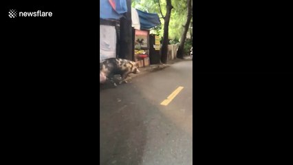 Pig with gigantic testicles filmed waddling in Vietnam street