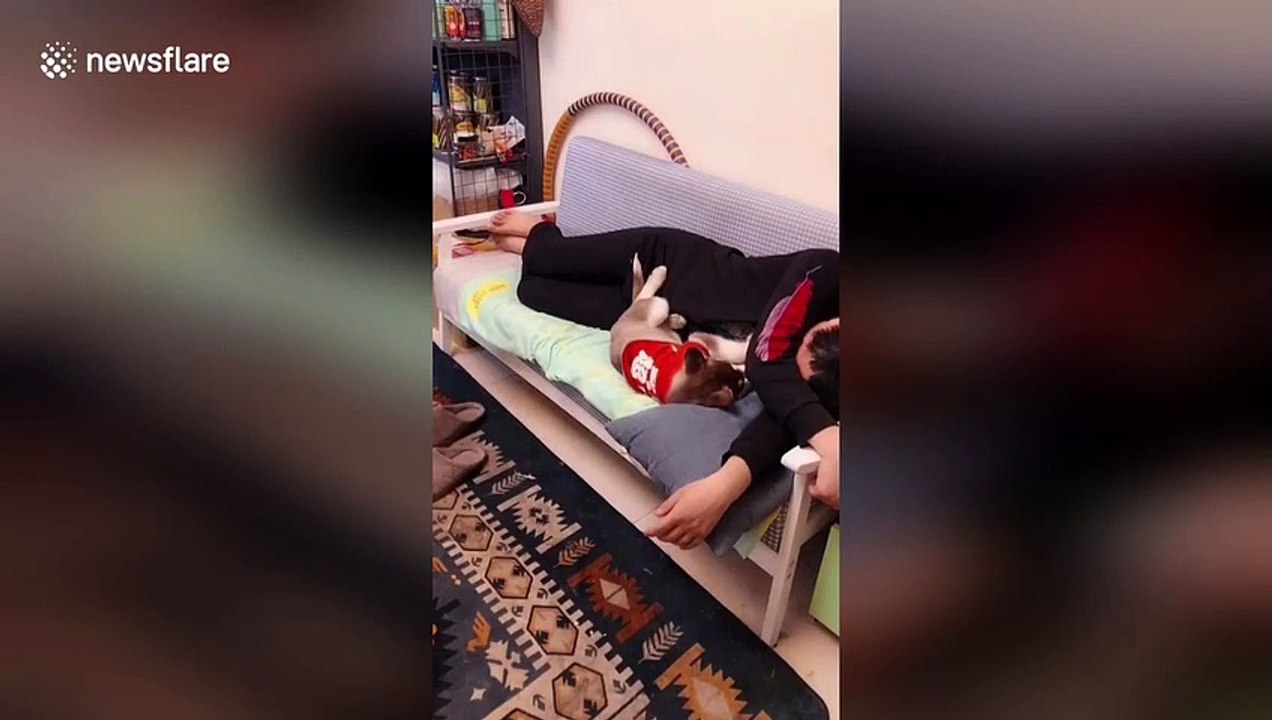 Jealous husky drags puppy son away from owner so he can get special