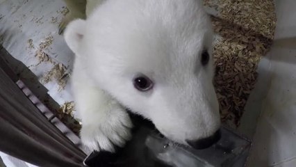 Nuevas imágenes del "peluche"del zoo de Berlín