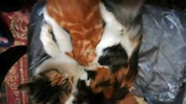 Big Male Cat Still Drinks Milk From Mom Cat