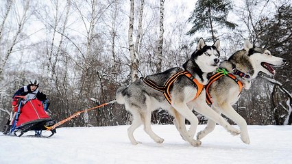 Video: Kamçatka'da kıran kırana kızaklı köpek yarışması