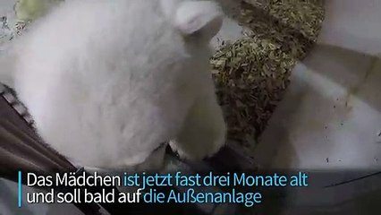 Berliner Eisbären-Mädchen gedeiht prächtig