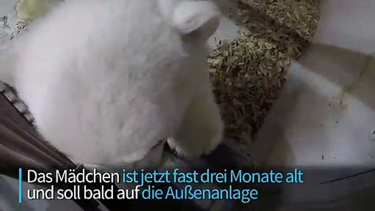 Berliner Eisbären-Mädchen gedeiht prächtig