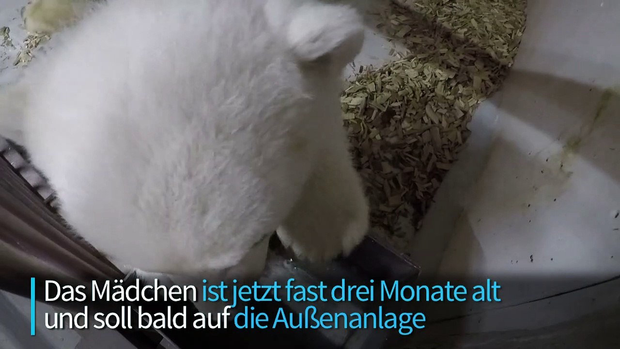 Berliner eisbären-mädchen gedeiht prächtig
