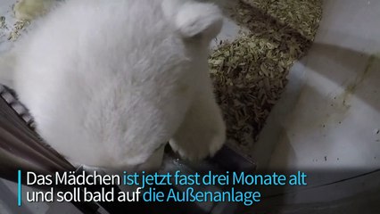 Berliner Eisbären-Mädchen gedeiht prächtig