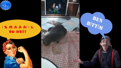 AMAN HANIM DUYMASIN KEDİ İNSAN GİBİ YEMEK YİYOR