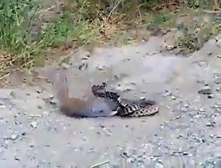 sincap ve yılan düellosu