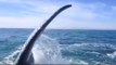 Une touriste se fait gifler par une baleine... Tellement drole