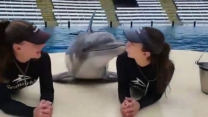 lucky dolphin -lumba yang sangat comel