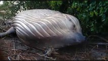 Hallan una ballena jorobada muerta en un manglar de la Amazonía brasileña -