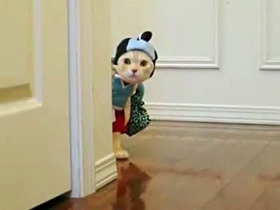 Gatinho com roupas