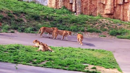 Lions be fighting at the zoo