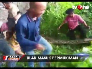 Heboh Warga Tangkap Ular Piton Sepanjang 8 Meter