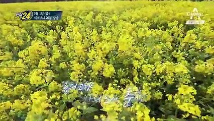 [예고] 쫄깃한 맛의 유혹에 빠져봅시다! 춘천 ‘닭갈비 골목’