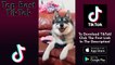 Cute and Funny Animals - TikTok Pets Compilation