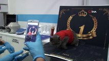 Kliniğine gelen kedilerin fotoğraflarını çekip güzellik yarışması düzenliyor