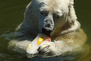 Journée mondiale des ours polaires : faudra-t-il bientôt leur dire adieu ?