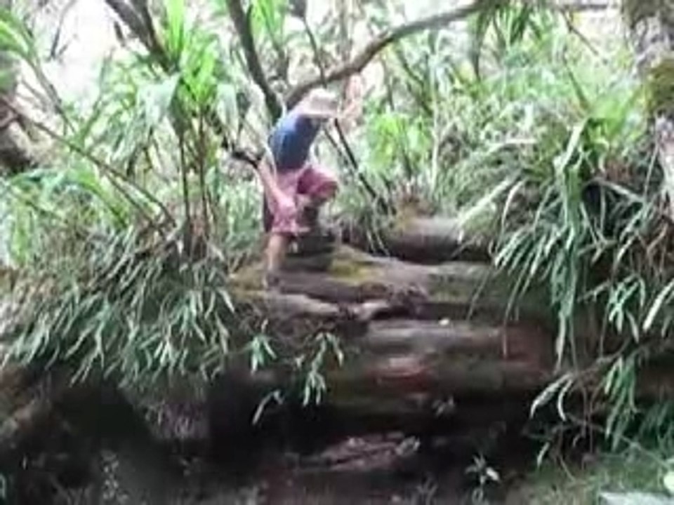 LeRoiDesTamarins