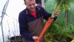 Il cultive des carottes géantes ! Pas vraiment bio non ?