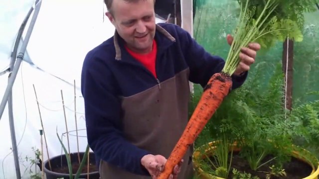 Il cultive des carottes géantes ! Pas vraiment bio non ?