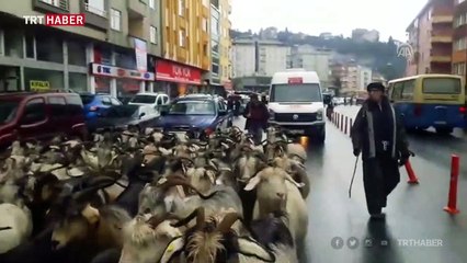 Keçiler yolu kapatınca uzun araç kuyruğu oluştu