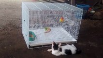 Kittens learn to sharpen their instincts, play with birds (anak kucing bermain dengan lovebirds)