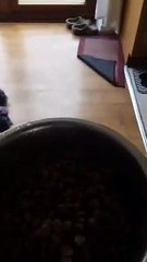 A chaque fois quil donne à manger à son chien