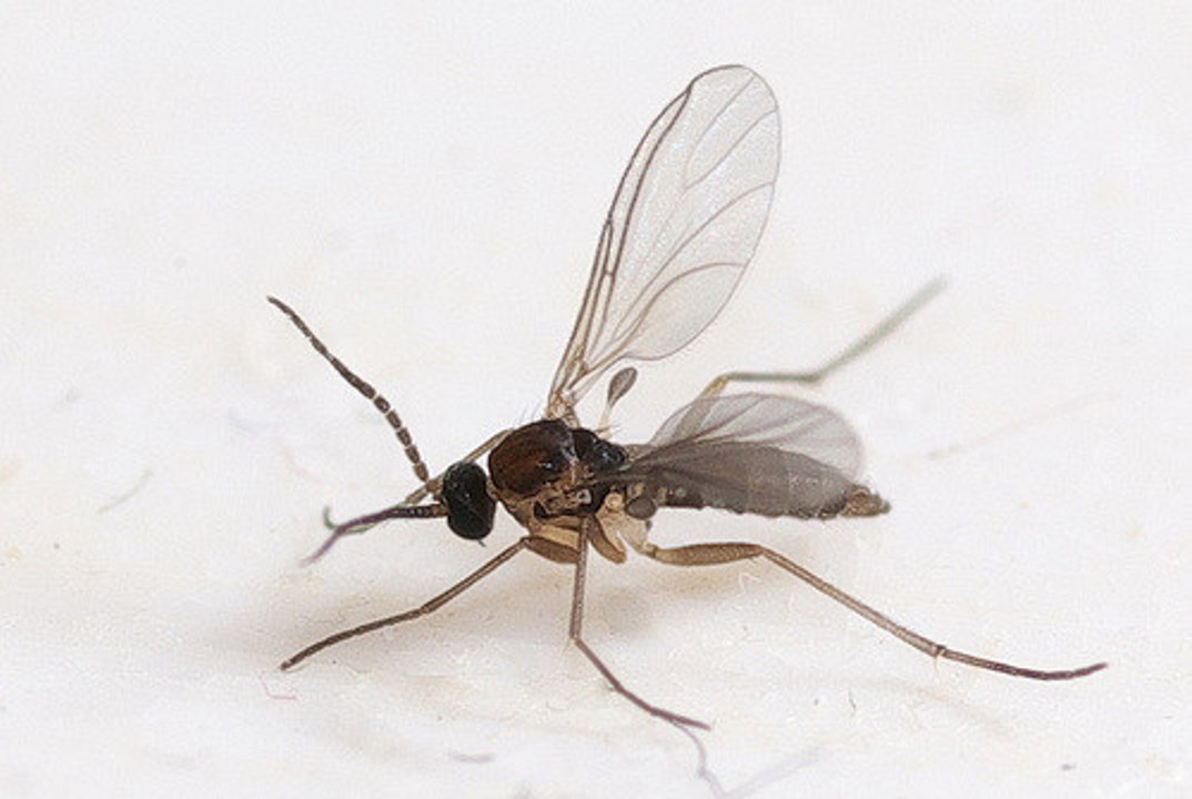 Des astuces pour arrêter une invasion de moucherons