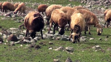Bol yağış, çiftçi ve besicinin beklentisini arttırdı - ŞANLIURFA