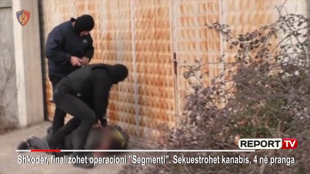 Report TV - Aksioni anti-kanabis, policia shtrin në tokë 4 trafikantët në Shkodër